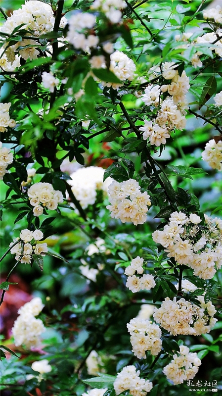 白木香 网友“毛哥”摄