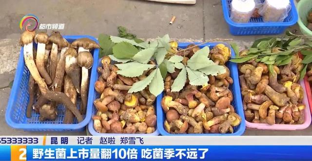 野生菌上市量翻10倍5.jpg