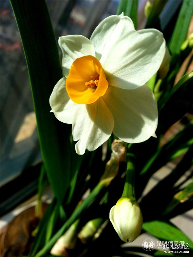 水仙花 网友“ziran” 摄(2) 水仙花 网友“ziran” 摄(2)