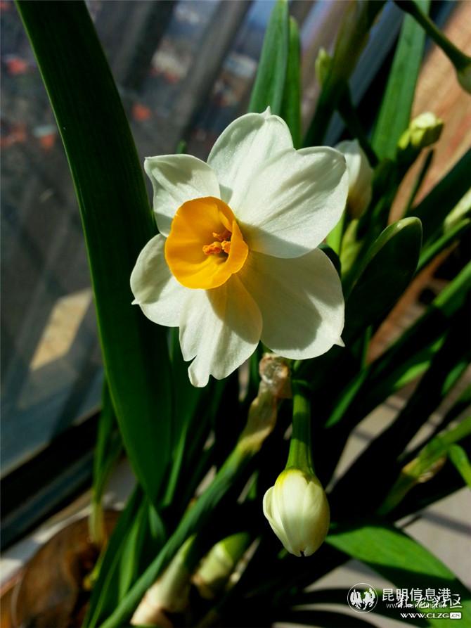 水仙花 网友“ziran” 摄(3) 水仙花 网友“ziran” 摄(3)