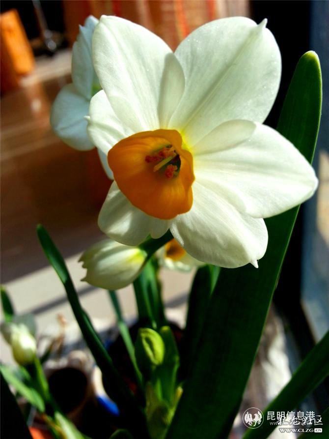 水仙花 网友“ziran” 摄(4) 水仙花 网友“ziran” 摄(4)