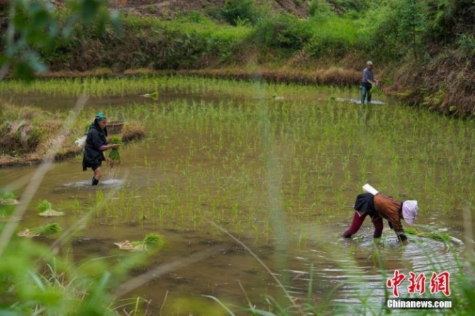 资料图：贵州省从江县小黄侗寨，民众在田间劳作。芒种节气将至，贵州省从江县民众抢抓农时，耕田、栽插秧苗。<a target='_blank' href='http://www.chinanews.com/'>中新社</a>记者 贺俊怡 摄