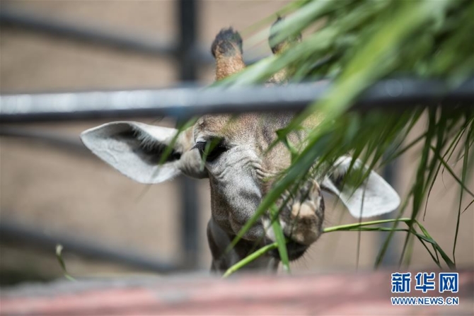 (国际疫情)(1)泰国动物园免费向民众开放