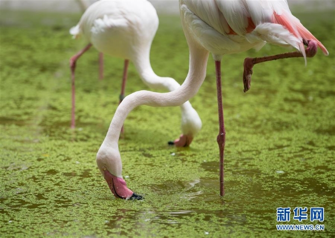 (国际疫情)(2)泰国动物园免费向民众开放