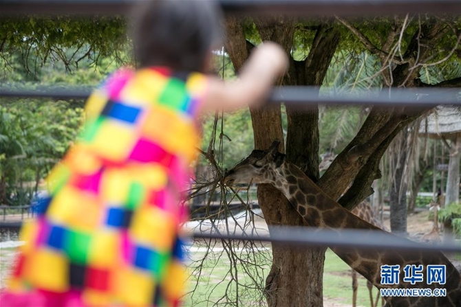(国际疫情)(4)泰国动物园免费向民众开放