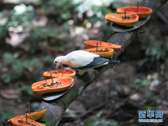 (国际疫情)(6)泰国动物园免费向民众开放