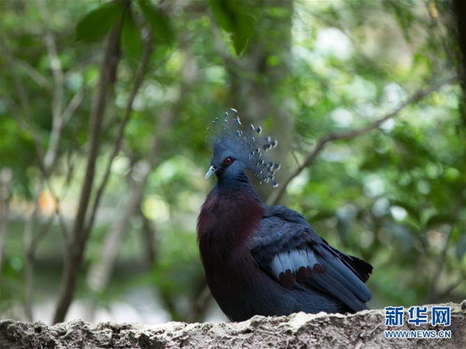 (国际疫情)(7)泰国动物园免费向民众开放