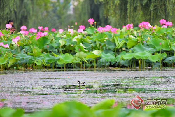 00301855224_5c47df7b