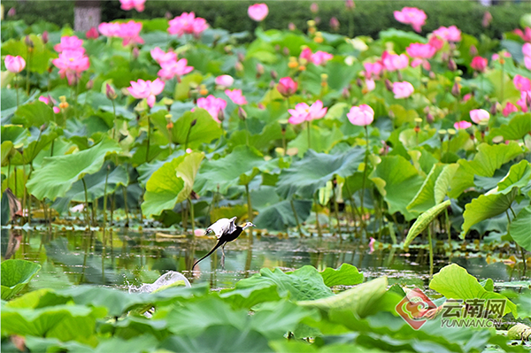 00301855230_15417991