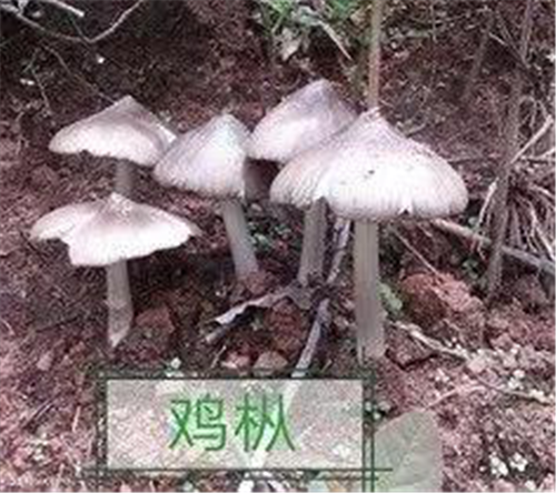 图片 13.png 图片 13.png