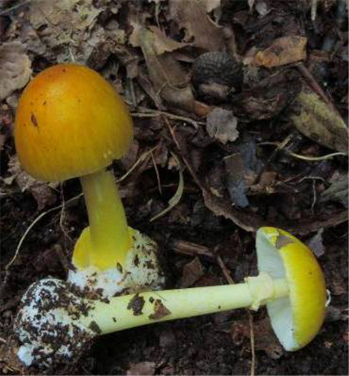 图片 17.png 图片 17.png