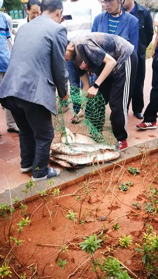大理西洱河