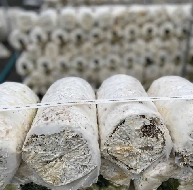 82377a9b7b8c4b22abdfcf5e3b34ed94.jpeg@1000w_1e_1c_80Q_1x 82377a9b7b8c4b22abdfcf5e3b34ed94.jpeg@1000w_1e_1c_80Q_1x