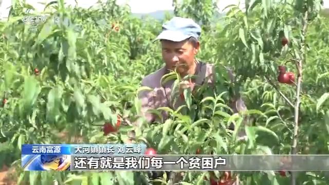 云南矿采荒山披新绿 生态修复富农家
