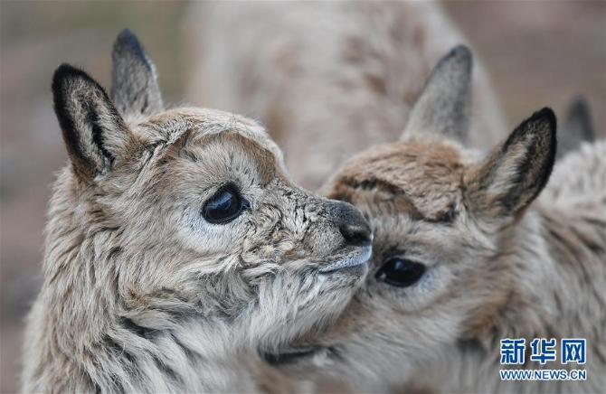 (环境)(5)可可西里11只藏羚羊幼仔得到救助