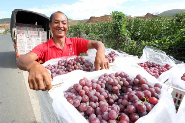 大理宾川的果农进行果品分拣和装运。杨峥 摄