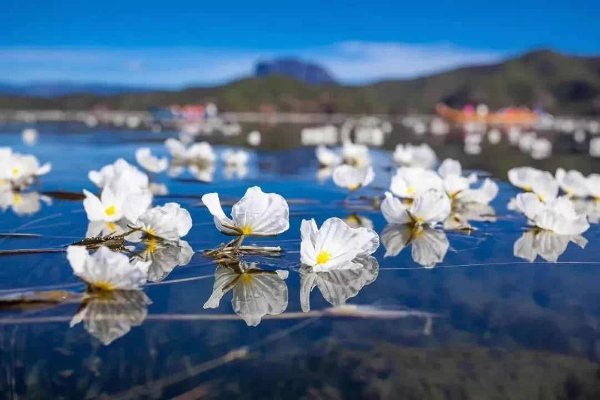 洱海中，海菜花随波飘荡。陈畅 摄