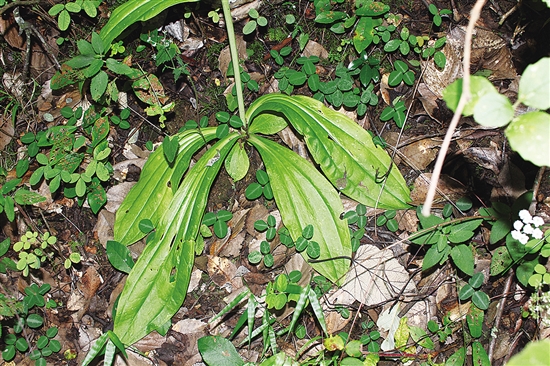 20200805A10_res03_attpic_brief 20200805A10_res03_attpic_brief