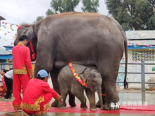 小象“艾妮”与象妈妈