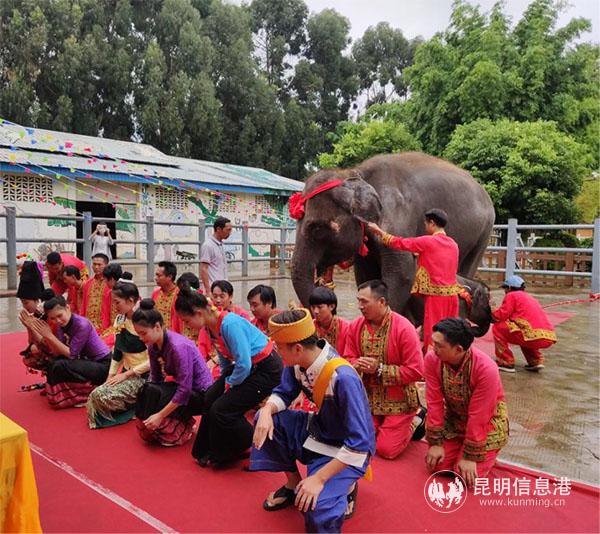 庆典现场为小象“艾妮”举行了祈愿祝福仪式，祝福她能健康成长 拷贝