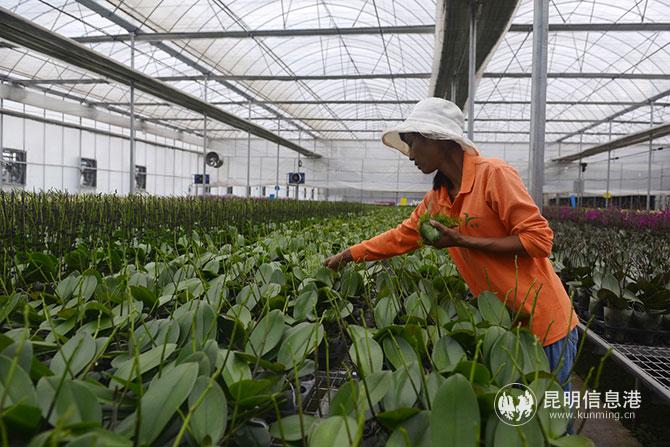 云南秀海生物科技公司彩云镇花卉基地大棚