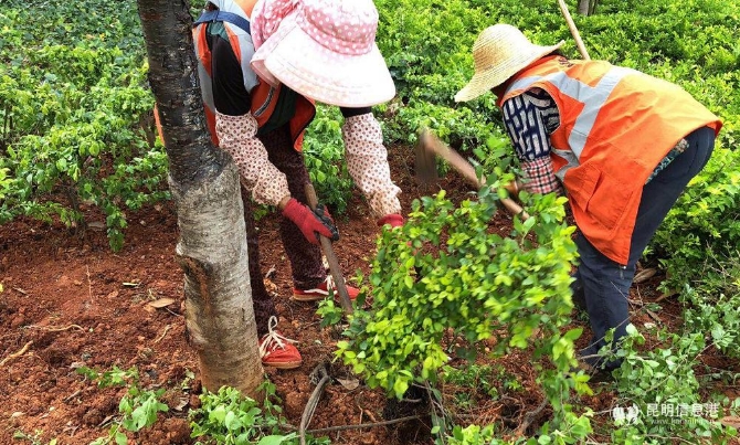 绿化城市美化生活2