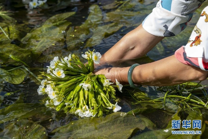 （经济）（1）大理洱源：生态海菜助民增收