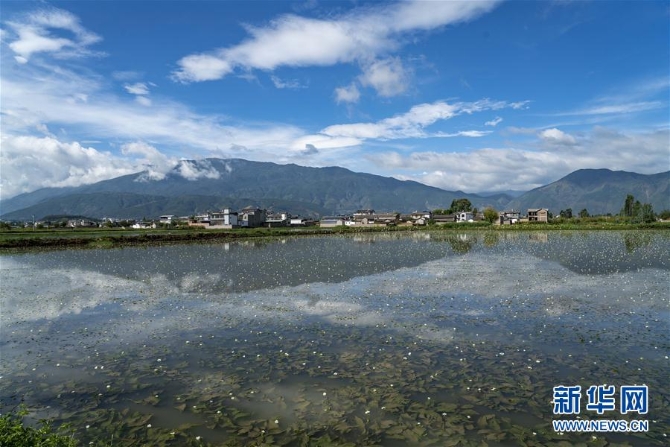 （经济）（4）大理洱源：生态海菜助民增收