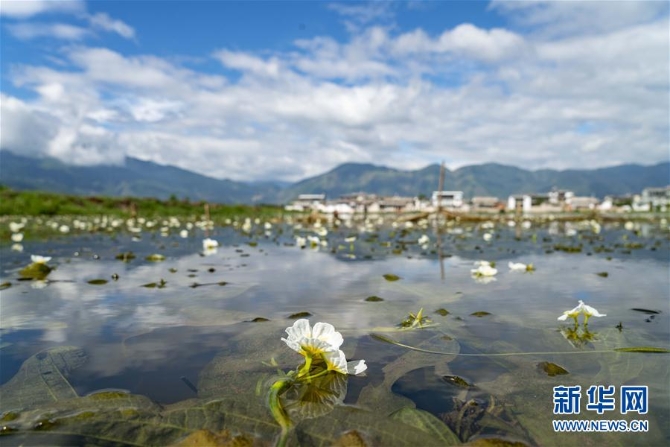 （经济）（5）大理洱源：生态海菜助民增收