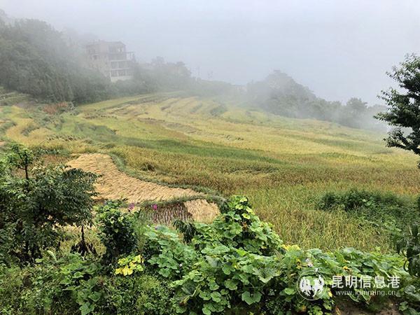 图片4 撒马坝梯田雨天的景象 记者谭石艳 摄