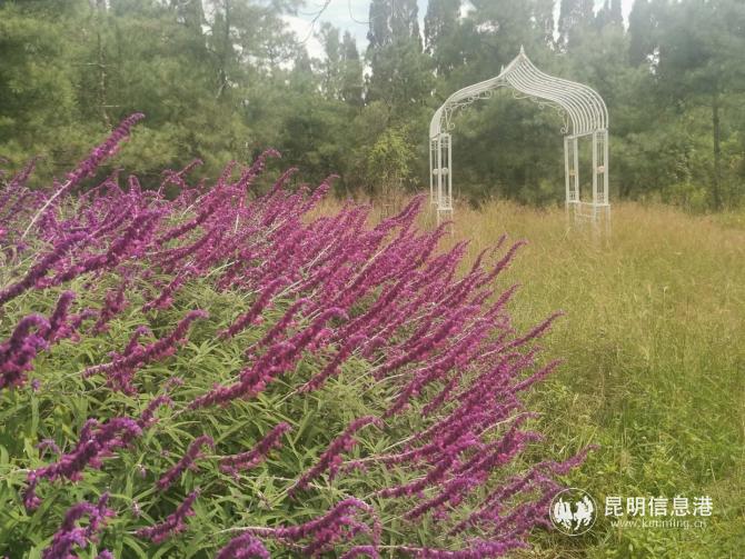 香草芳林休闲庄园