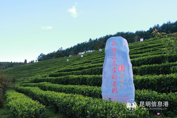 2 “离天空最近的茶园”——宝丰乡大栗树茶厂  张玉玲摄