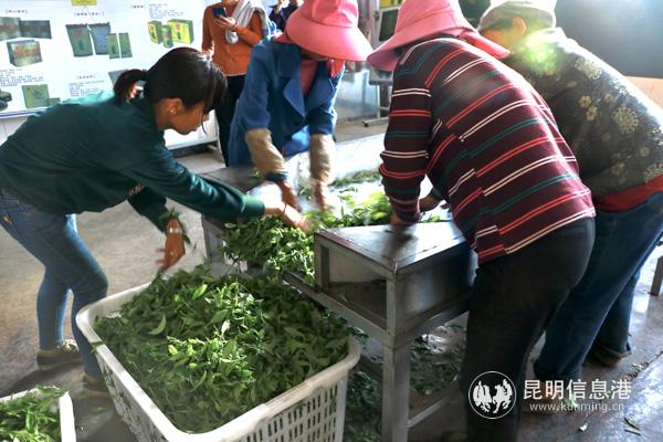 5村民到茶厂卖茶叶