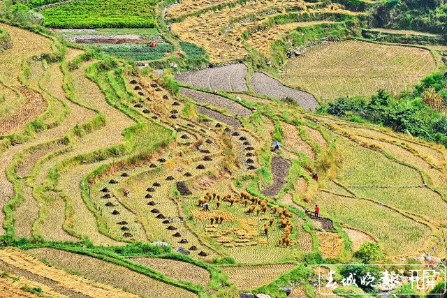 保山昌宁：金色梯田品乡愁