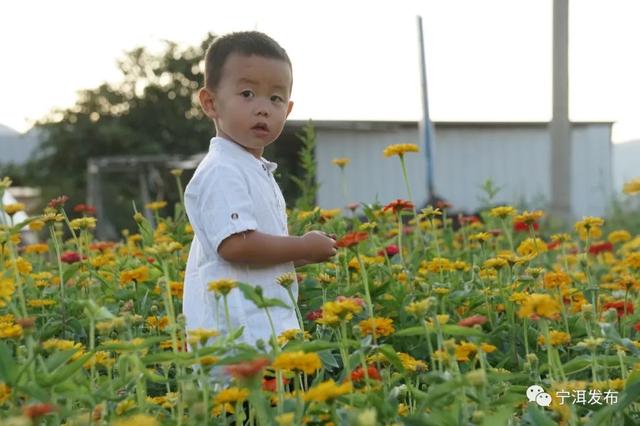 这个秋天带上TA到宁洱看这片花海5.jpg