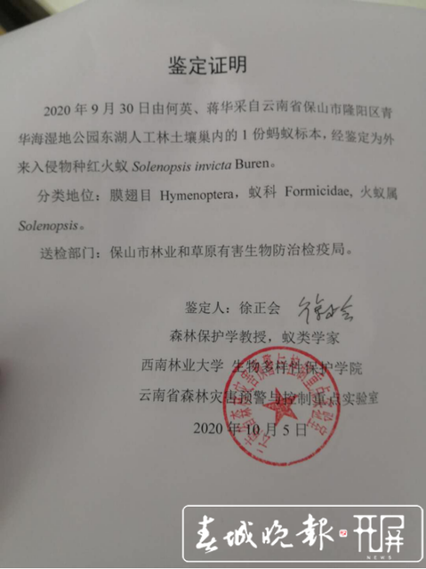 红火蚁入侵！保山青华海打响灭蚁保卫战