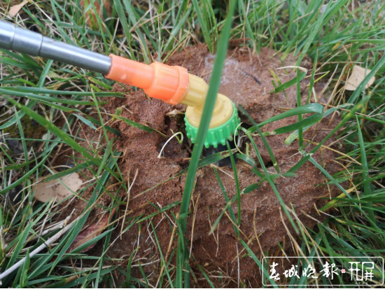 红火蚁入侵！保山青华海打响灭蚁保卫战
