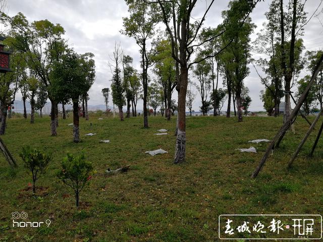 红火蚁入侵！保山青华海打响灭蚁保卫战
