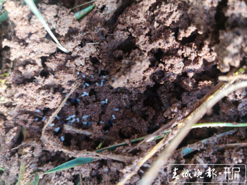 红火蚁入侵！保山青华海打响灭蚁保卫战