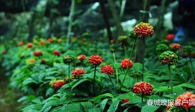 不容错过！27日到文山参加三七盛会 (6)