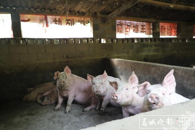 猪场停水两天，消防员给750头“二师兄”送水解渴.jpg