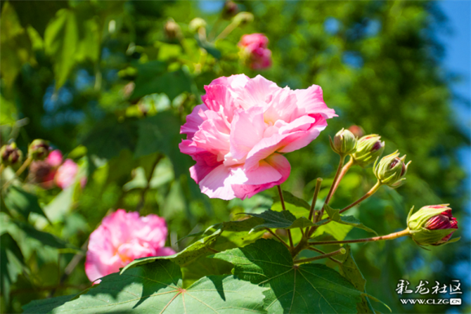 山茶花