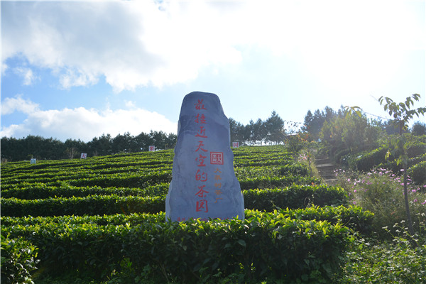 最接近天空的茶园（云龙县融媒体中心供图）_副本