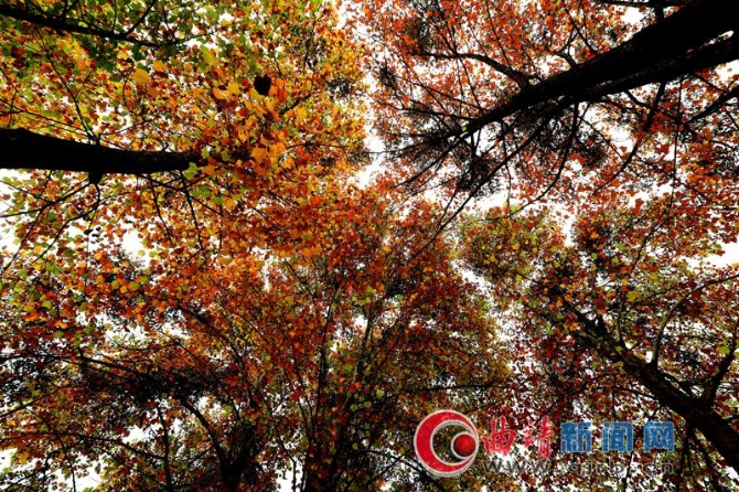 c5de4134-30c0-4c93-a77c-5422585d75a9_batchwm