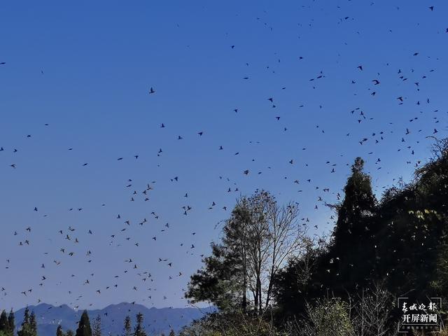 富源十八连山省级自然保护区六万余只麻雀齐聚翱翔