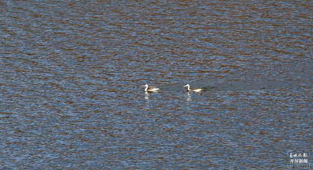 1482只黑颈鹤翔集昭通大山包