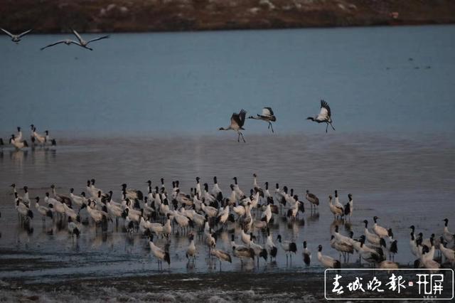 大山包黑颈鹤