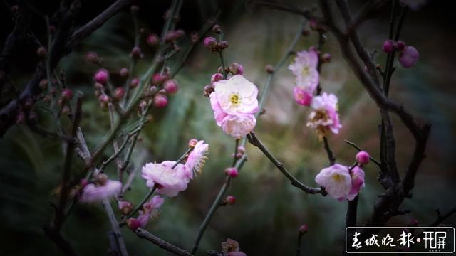 黑潭公园早梅开了，已进入寻梅闻香季节