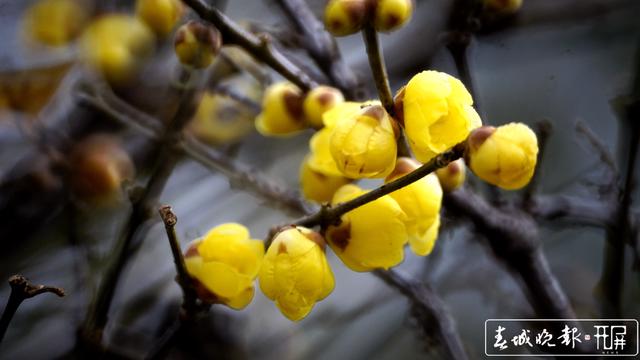 黑潭公园早梅开了，已进入寻梅闻香季节