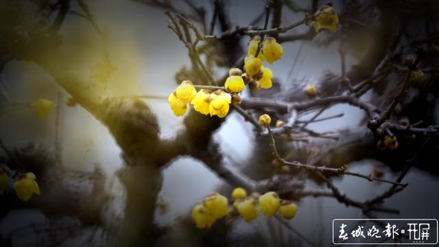 黑潭公园早梅开了，已进入寻梅闻香季节